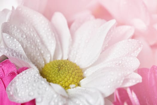 Beautiful colorful daisy flowers.Gerbera. Spring background - garden.