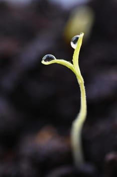 Green sprout growing from ground. Dewy young leaves sprouting plants. Spring background - garden.