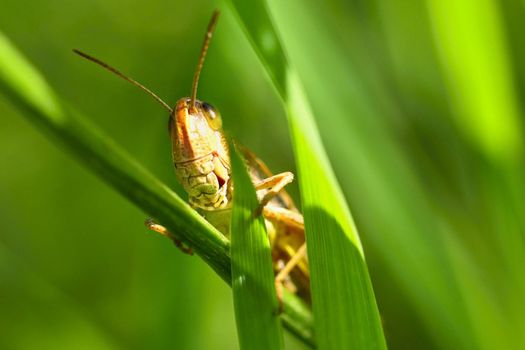 Beautiful macro shot of a grasshopper in the grass. Nature close up.