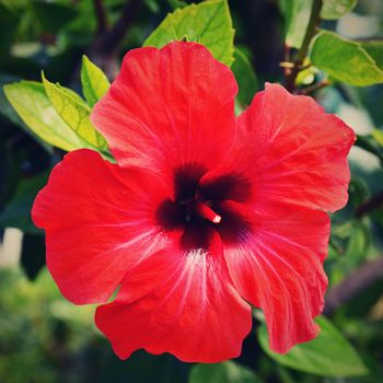 Beautiful red flowering hibiscus