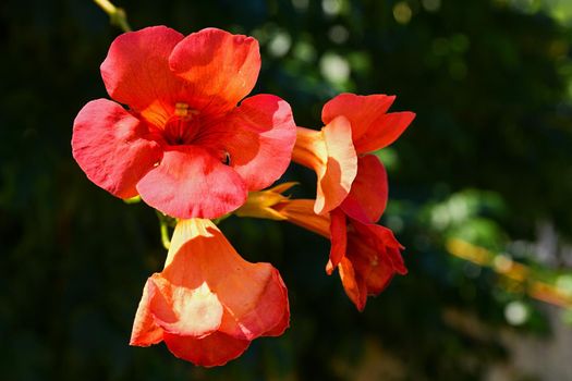 Beautiful red flowering hibiscus