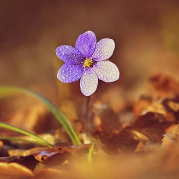 Spring flower. Beautiful blooming first small flowers in the forest. Hepatica. (Hepatica nobilis)