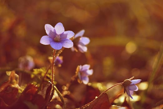 Spring flower. Beautiful blooming first small flowers in the forest. Hepatica. (Hepatica nobilis)
