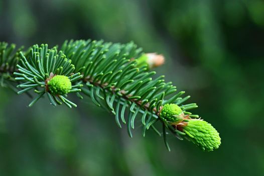 Beautiful coniferous twig tree. 