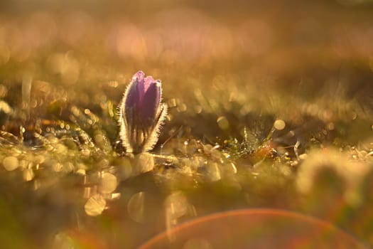 Spring background with flowers on meadow. Beautiful blooming pasque flower at sunset. Spring nature, colorful natural blurred background.