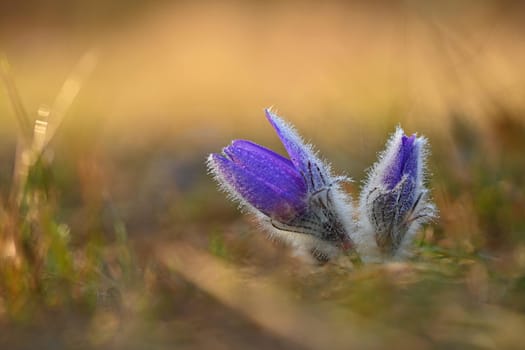 Spring flower. Nature - meadow and sunset. Seasonal concept for springtime. Beautifully blossoming pasque flower and sun with a natural colored background. (Pulsatilla grandis) 