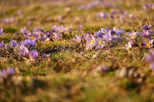 Spring flower. Nature - meadow and sunset. Seasonal concept for springtime. Beautifully blossoming pasque flower and sun with a natural colored background. (Pulsatilla grandis) 