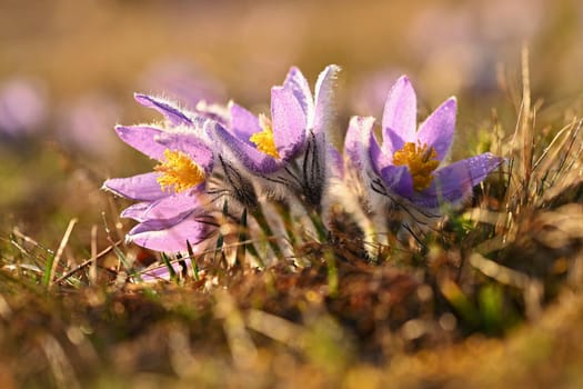 Spring flower. Nature - meadow and sunset. Seasonal concept for springtime. Beautifully blossoming pasque flower and sun with a natural colored background. (Pulsatilla grandis) 