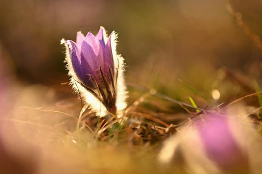 Spring background with flowers on meadow. Beautiful blooming pasque flower at sunset. Spring nature, colorful natural blurred background.