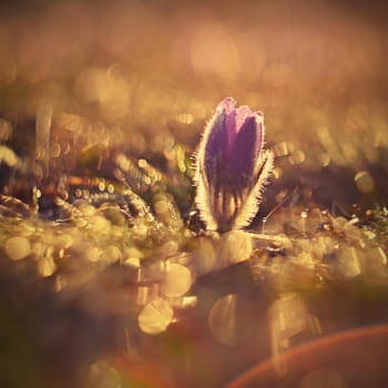 Spring background with flowers on meadow. Beautiful blooming pasque flower at sunset. Spring nature, colorful natural blurred background.