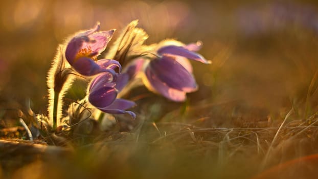 Spring background with flowers on meadow. Beautiful blooming pasque flower at sunset. Spring nature, colorful natural blurred background.