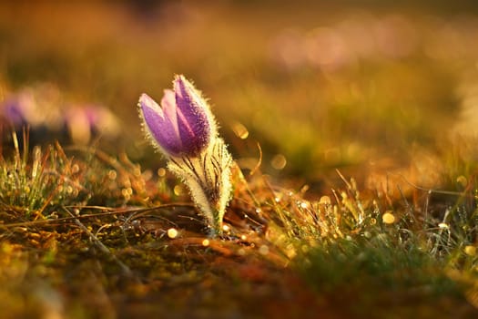Spring background with flowers on meadow. Beautiful blooming pasque flower at sunset. Spring nature, colorful natural blurred background.
