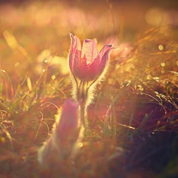 Spring background with flowers on meadow. Beautiful blooming pasque flower at sunset. Spring nature, colorful natural blurred background.