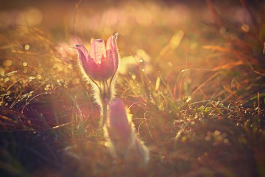 Spring background with flowers on meadow. Beautiful blooming pasque flower at sunset. Spring nature, colorful natural blurred background.