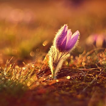 Spring background with flowers on meadow. Beautiful blooming pasque flower at sunset. Spring nature, colorful natural blurred background.