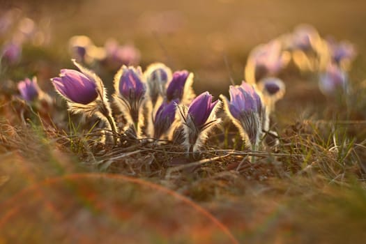 Spring flower. Nature - meadow and sunset. Seasonal concept for springtime. Beautifully blossoming pasque flower and sun with a natural colored background. (Pulsatilla grandis) 