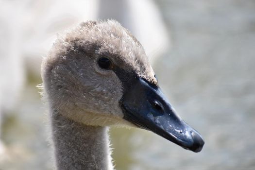 Beautiful swan cubs at the pond. Beautiful natural colored background with wild animals.
Springtime.