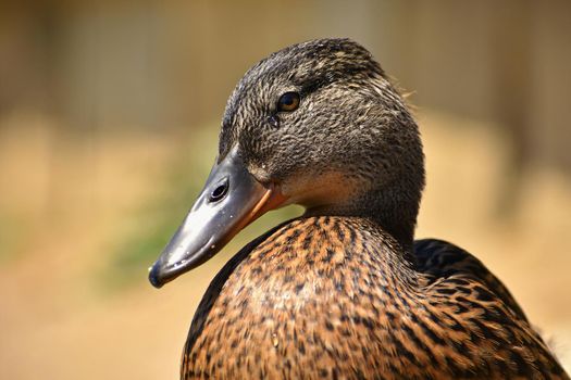 Beautiful wild ducks at the pond. Wildlife on a sunny summer day. Young water bird.