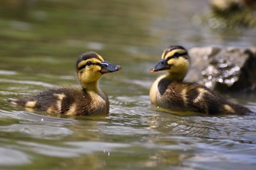 Beautiful young duck on the surface of a pond. Wildlife on a sunny summer day. Young water bird.