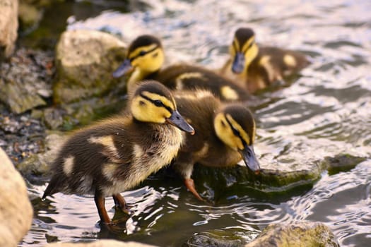 Beautiful young duck on the surface of a pond. Wildlife on a sunny summer day. Young water bird.