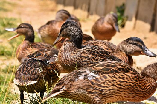 Beautiful wild ducks at the pond. Wildlife on a sunny summer day. Young water bird.
