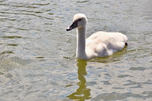 Beautiful swan cubs at the pond. Beautiful natural colored background with wild animals.
Springtime.