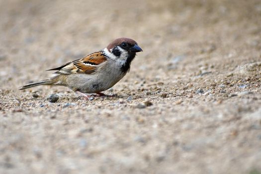 Beautiful little bird wild in nature (Passer montanus)