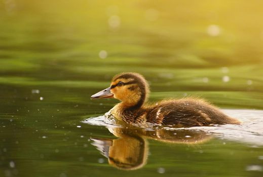 Small ducks on a pond. Fledglings mallards.(Anas platyrhynchos)