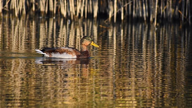 Mallard. Wild duck on the shore of a pond. Male-duck. (Anas platyrhynchos)