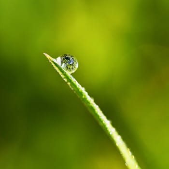 Spring. Beautiful natural background of green grass with dew and water drops. Seasonal concept - morning in nature.