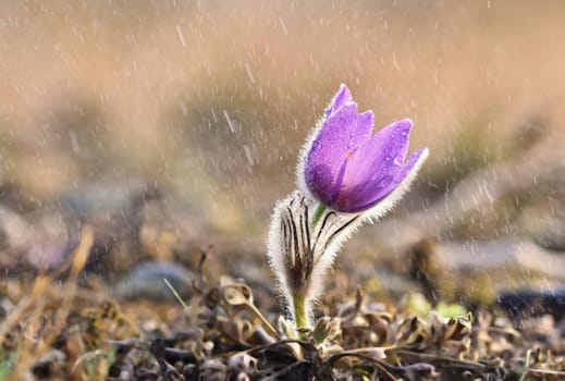 Spring flowers. Beautifully blossoming pasque flower and sun with a natural colored background. (Pulsatilla grandis)