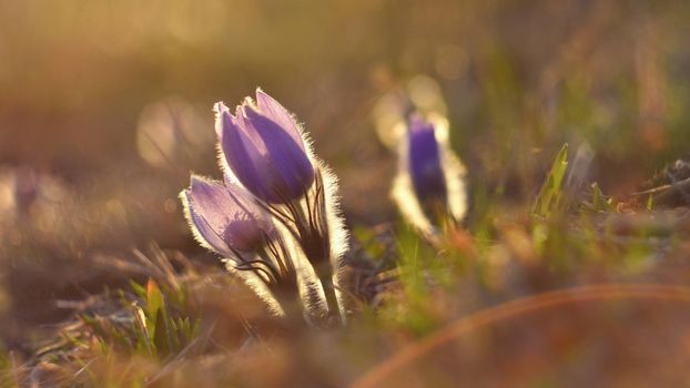 Spring flowers. Beautifully blossoming pasque flower and sun with a natural colored background. (Pulsatilla grandis)