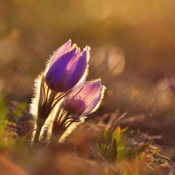 Spring flowers. Beautifully blossoming pasque flower and sun with a natural colored background. (Pulsatilla grandis)