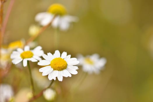 Beautiful colorful flowers of daisies. Background for nature and summer.