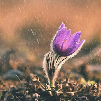 Spring flowers. Beautifully blossoming pasque flower and sun with a natural colored background. (Pulsatilla grandis)