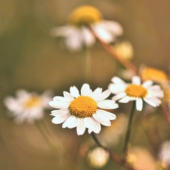 Beautiful colorful flowers of daisies. Background for nature and summer.