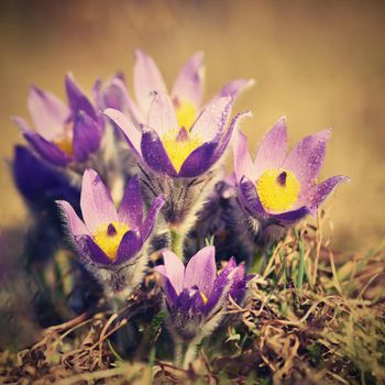 Spring flowers. Beautifully blossoming pasque flower and sun with a natural colored background. (Pulsatilla grandis)