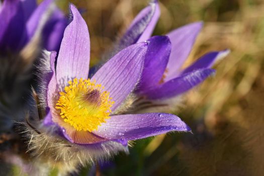 Spring flowers. Beautifully blossoming pasque flower and sun with a natural colored background. (Pulsatilla grandis)