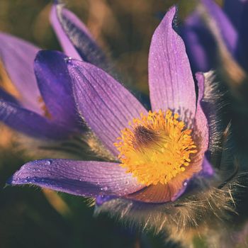 Spring flowers. Beautifully blossoming pasque flower and sun with a natural colored background. (Pulsatilla grandis)