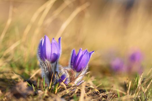 Spring flowers. Beautifully blossoming pasque flower and sun with a natural colored background. (Pulsatilla grandis)