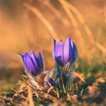 Spring flowers. Beautifully blossoming pasque flower and sun with a natural colored background. (Pulsatilla grandis)