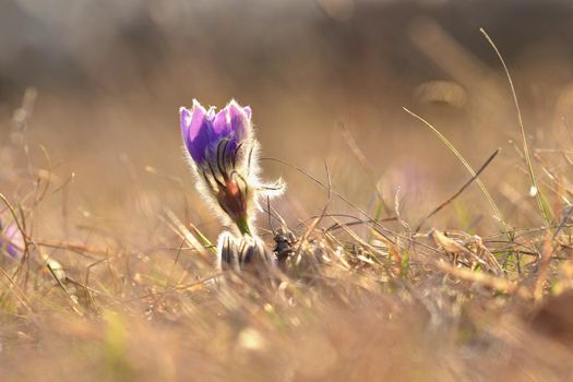 Spring flowers. Beautifully blossoming pasque flower and sun with a natural colored background. (Pulsatilla grandis)