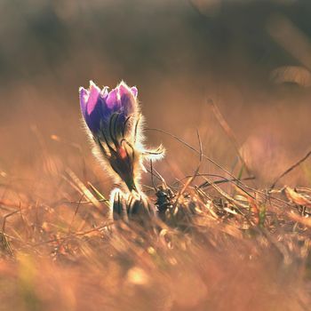 Spring flowers. Beautifully blossoming pasque flower and sun with a natural colored background. (Pulsatilla grandis)