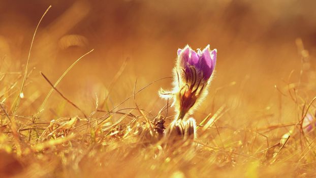 Spring flowers. Beautifully blossoming pasque flower and sun with a natural colored background. (Pulsatilla grandis)