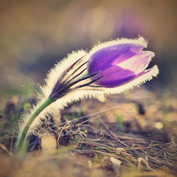 Spring flowers. Beautifully blossoming pasque flower and sun with a natural colored background. (Pulsatilla grandis)