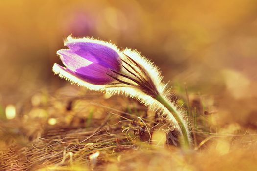 Spring flowers. Beautifully blossoming pasque flower and sun with a natural colored background. (Pulsatilla grandis)