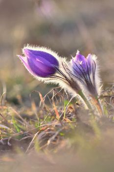 Spring flowers. Beautifully blossoming pasque flower and sun with a natural colored background. (Pulsatilla grandis)