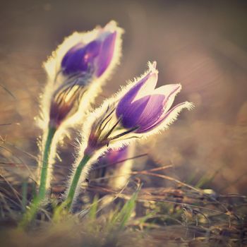 Spring flowers. Beautifully blossoming pasque flower and sun with a natural colored background. (Pulsatilla grandis)