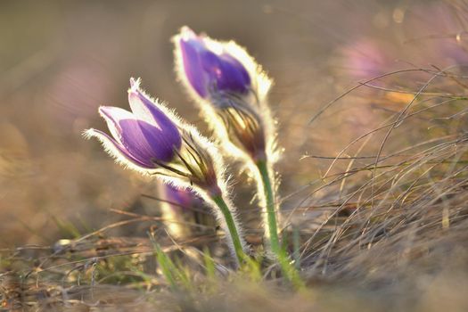 Spring flowers. Beautifully blossoming pasque flower and sun with a natural colored background. (Pulsatilla grandis)