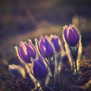 Spring flowers. Beautifully blossoming pasque flower and sun with a natural colored background. (Pulsatilla grandis)